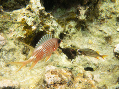 Neoniphon vexillarium