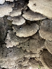 Cerrena unicolor