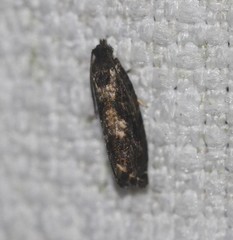Cryptaspasma sordida
