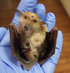 Syconycteris australis