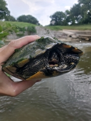 Trachemys scripta elegans
