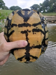 Trachemys scripta elegans