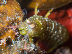 Gonodactylidae