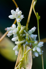 Cuscuta americana