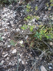 Euphorbia taurinensis