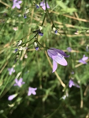 Campanula patula