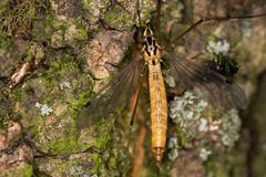 Nephrotoma cornicina