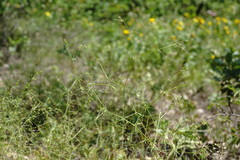Galium tenuissimum