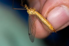 Nephrotoma cornicina