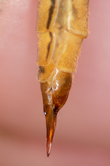 Nephrotoma cornicina