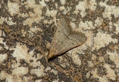 Bostra obsoletalis