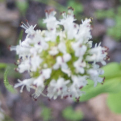 Plectritis macrocera