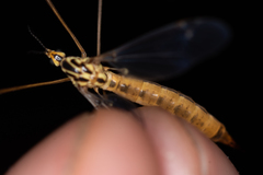 Nephrotoma cornicina