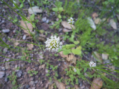 Plectritis macrocera