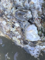 Ostrea lurida