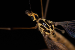 Nephrotoma cornicina