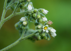 Solanum umbellatum