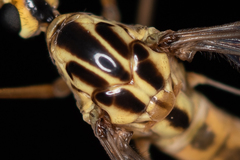 Nephrotoma cornicina