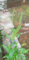 Setaria latifolia