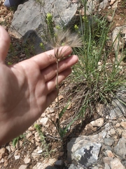 Scorzonera laciniata