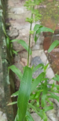 Setaria latifolia