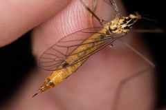 Nephrotoma cornicina