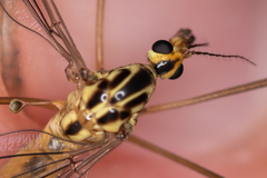 Nephrotoma cornicina