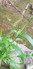 Setaria latifolia