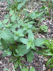 Ruellia drummondiana