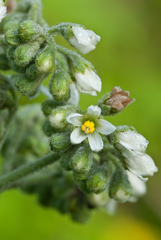 Solanum umbellatum