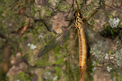 Nephrotoma cornicina