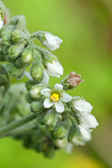 Solanum umbellatum