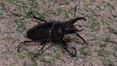 Lucanus