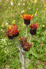 Tephroseris integrifolia capitata