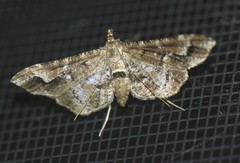 Merodictya marmorata