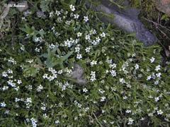 Arenaria serpens