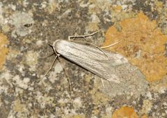 Pterolonche inspersa