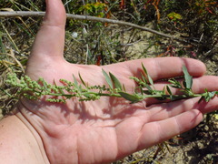 Chenopodium striatiforme