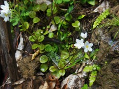 Myosotis pansa pansa