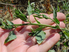 Chenopodium striatiforme