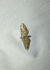 Eupithecia anticaria