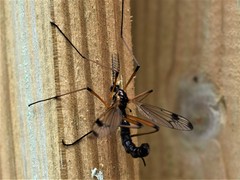 Dictenidia bimaculata