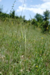 Triticum monococcum boeoticum