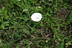 Convolvulus betonicifolius