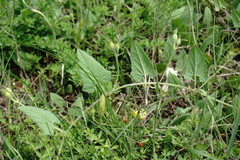 Convolvulus betonicifolius
