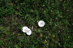 Convolvulus betonicifolius
