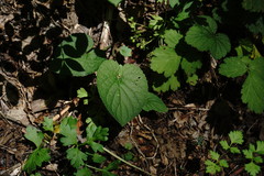 Viola alba dehnhardtii