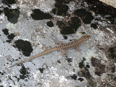 Archaeolacerta bedriagae