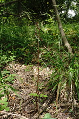 Himantoglossum comperianum