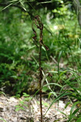 Himantoglossum comperianum